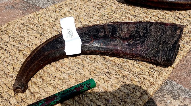 ङकू पुयेकेगु