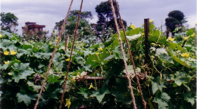 खःमू थायेगु विधि