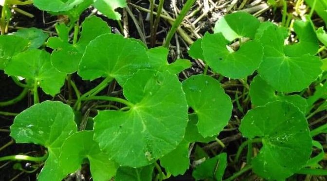 परम्परागत वासः ज्वलं